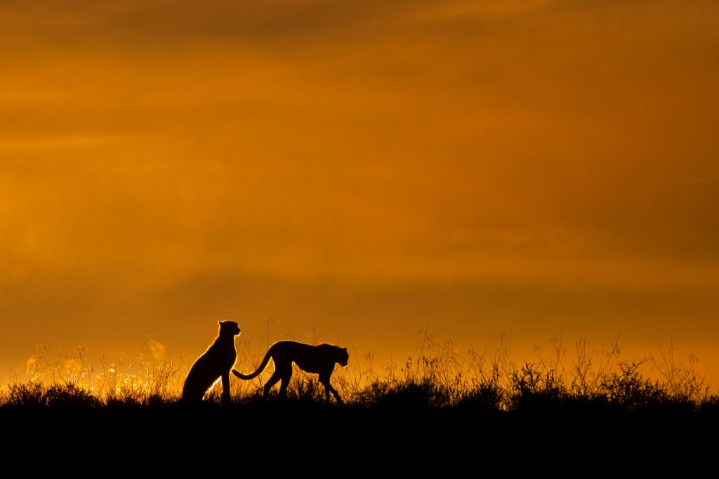 Sunset: Dr. Siegmar Bergfeld hat diese beiden Geparden in der Kalahari getroffen. Foto: Dr. Siegmar Bergfeld