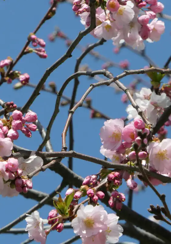 Hanami Kirschblütenfest in Marburg