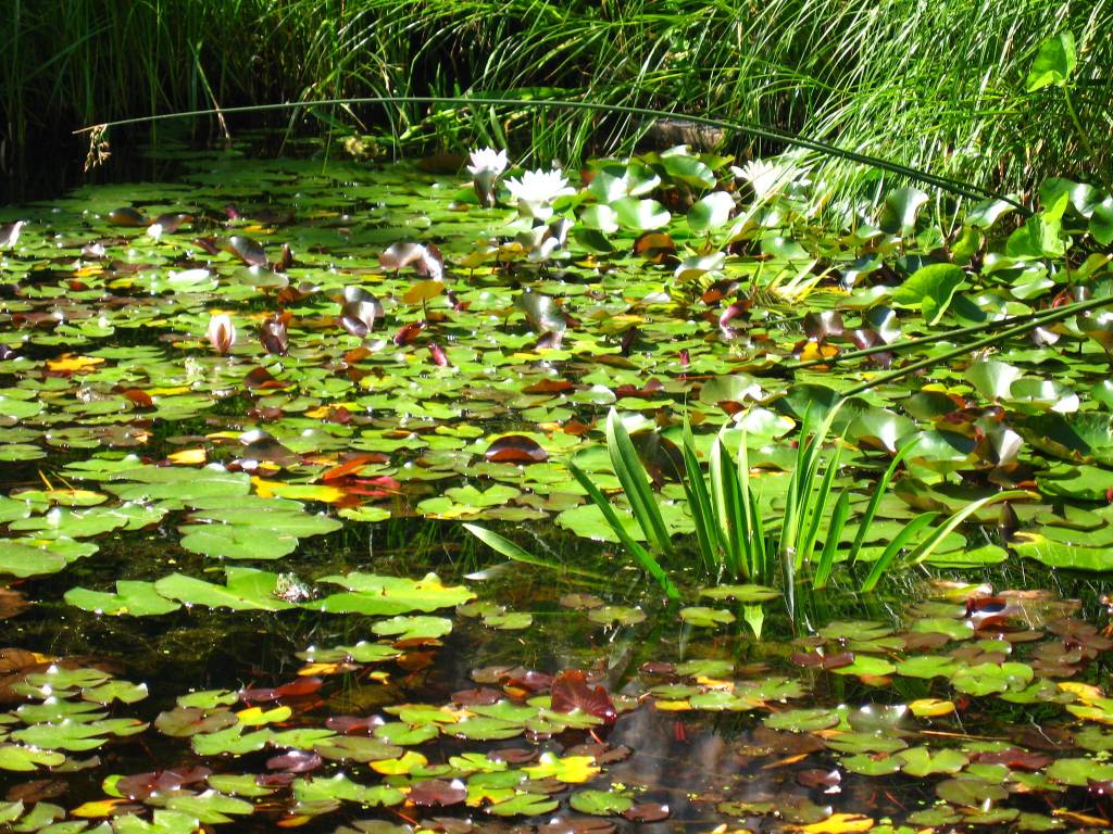 botanischer-garten-giessen-seerosen.JPG