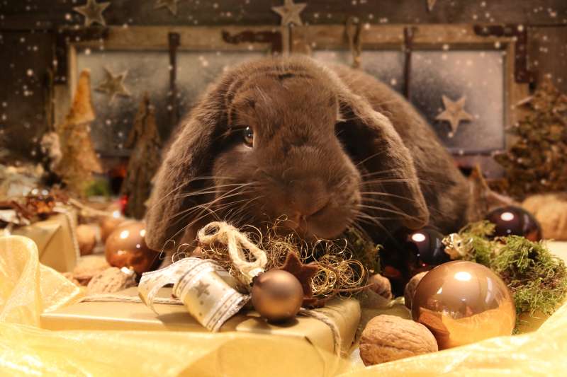Bugs ist schon ganz auf Weihnachten eingestellt. Aber erst einmal steht für den kleinen Kerl als Pflichttermin die Kreis-Kaninchenschau in Leun auf dem Programm.  Foto: K.P. Jung