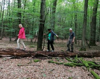 Ab in den Wald und die heilsame Nähe zur Natur suchen.