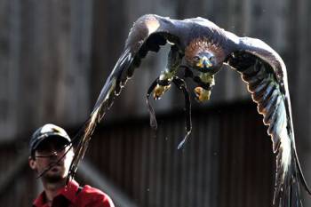 Greifvogelwarte Feldatal Flugshow