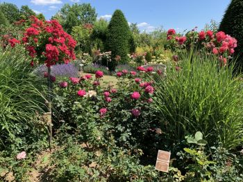 Der Rosengarten in Hadamar