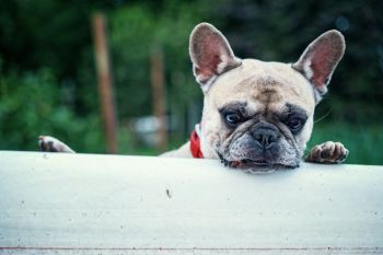 Mit dem Hund im Wohnmobil: so campst du in Hessen sicher mit deinem Haustier!