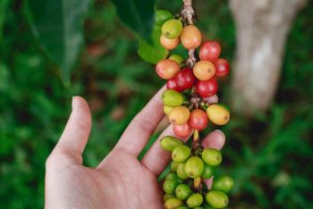 Mehr über Kaffee lernen mit virtuellen Kaffeeplantagen-Touren 