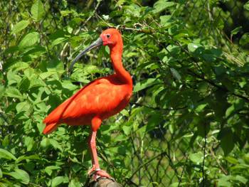 Roter Ibis - Tierpark Herborn