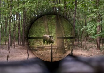 Tipps für die Wildschweinjagd