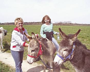 Trekkingesel im Vogelsberg