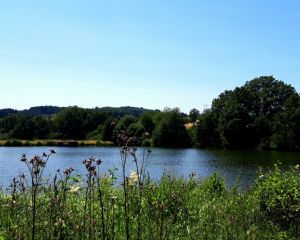 Waldsee Probbach