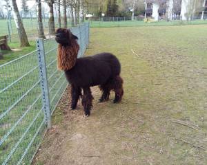 Alpaka Wildpark Klosterwald in Lich