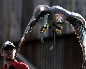 Greifvogelwarte Feldatal Flugshow