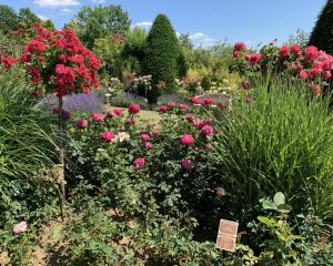 Der Rosengarten in Hadamar