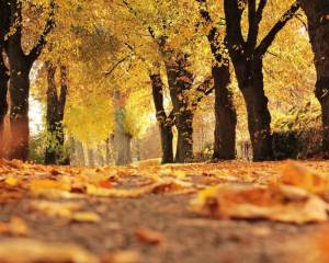 Herbstlaub im Wald von Mittelhessen
