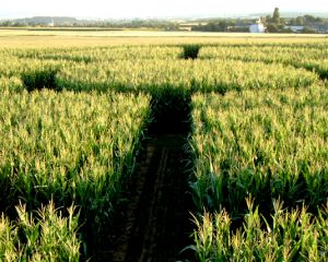 Irren im Mais - Maislabyrinth 2021
