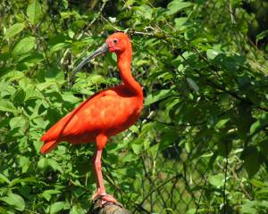 Roter Ibis - Tierpark Herborn