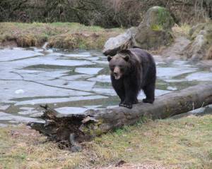 Wildpark Tiergarten Weilburg-Hirschhausen