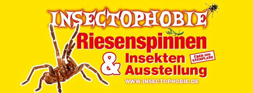 Lebende Riesen Spinnen und Insekten Ausstellung Wetzlar