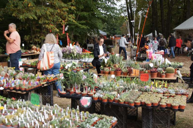 Pflanzenmarkt im Botanischen Garten Marburg 2023