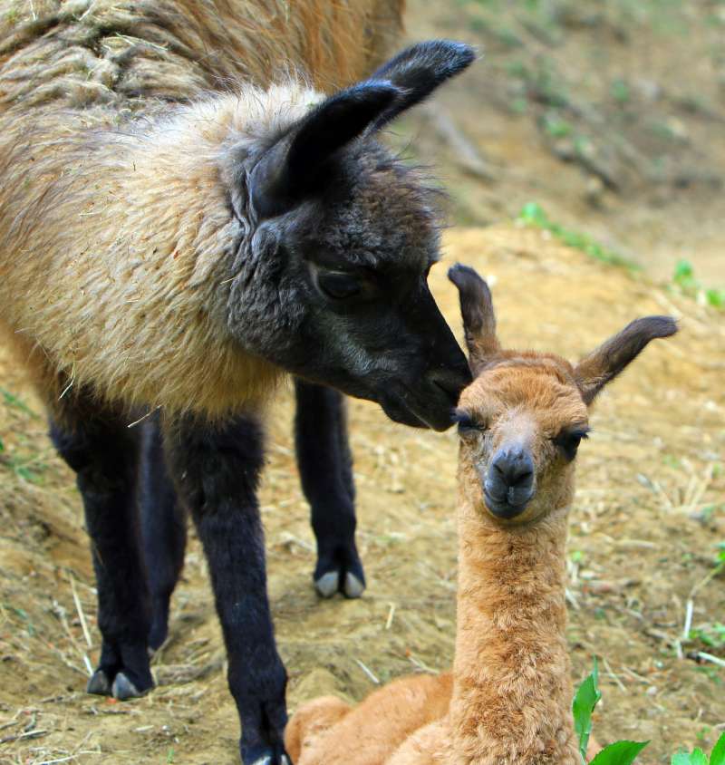 Wildgehege Herborn Lama Baby